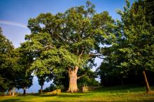 Bolek z Hniszowa- Wybieramy Europejskie Drzewo Roku 2016