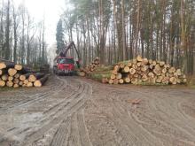 O nowych zasadach sprzedaży drewna
