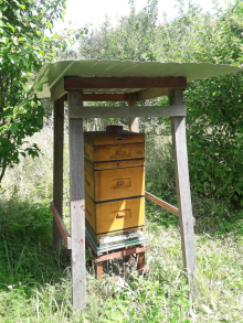 „Pszczoły wracają do Lasu„